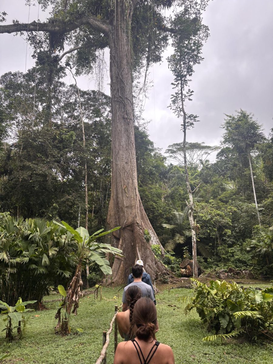 The Amazon’s cruel paradox: how illness became my guide to its hidden beauty